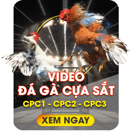 Gathomo – Trang đá gà Thomo uy tín khu vực Châu Á….
